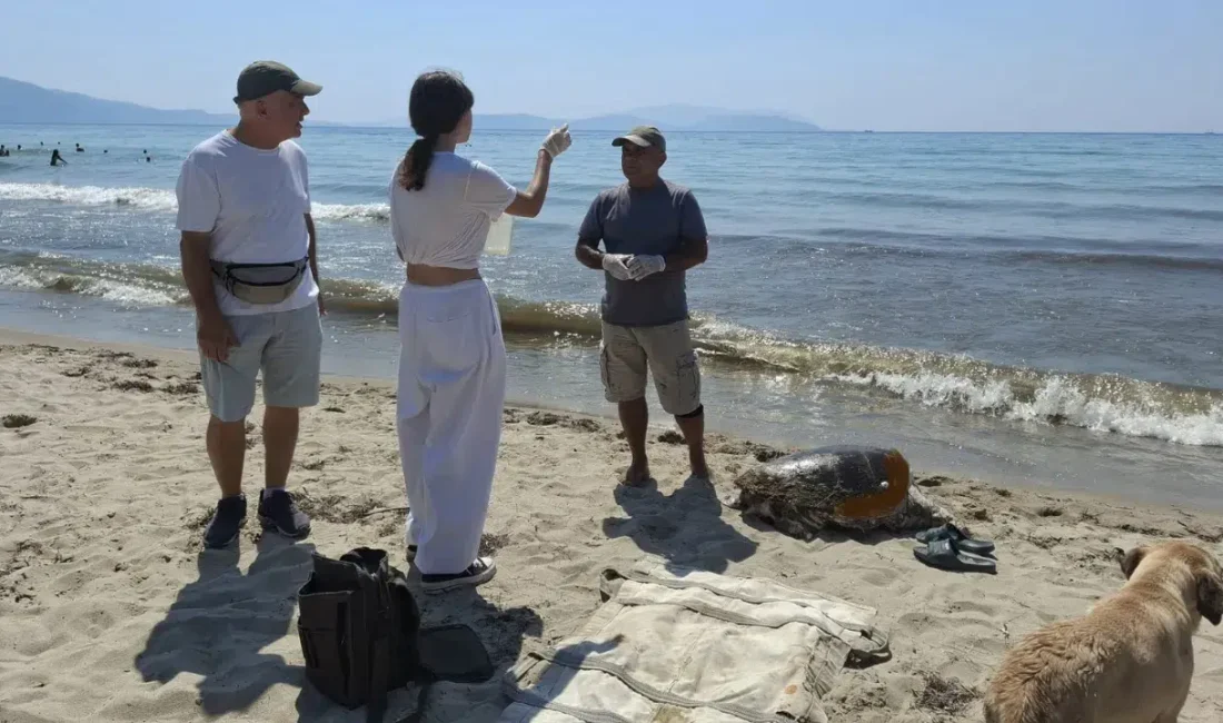 Aydın ve İzmir kıyılarında üreme döneminde yaşanan feci olaylar doğaseverleri