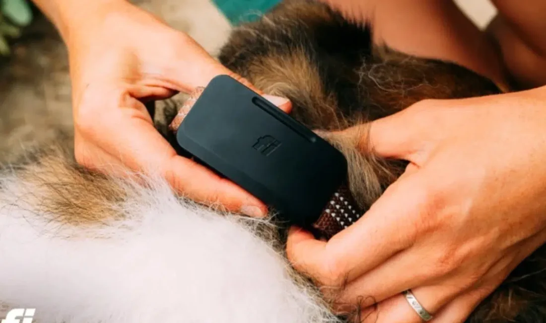 Evcil hayvan sahiplerinin en büyük korkusu, sevimli dostlarının telefon şebekesinin