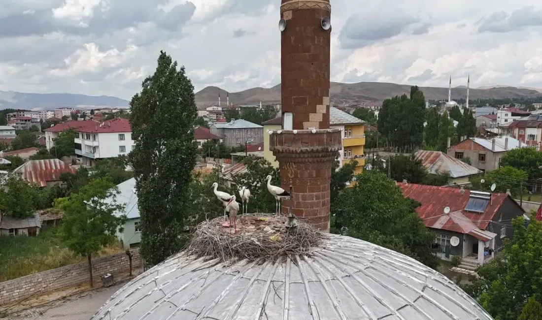 Ağrı’nın Patnos ilçesinde her yıl baharın gelişini müjdeleyen leyleklerin bu