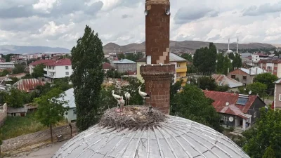 Ağrı’nın Patnos ilçesinde her yıl baharın gelişini müjdeleyen leyleklerin bu