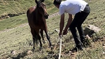 Afyonkarahisar’ın Emirdağları yaylalarında özgürce koşan ve bölgenin simgesi haline gelen