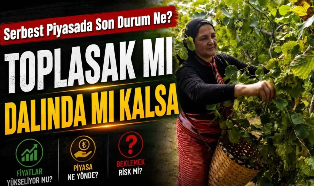 Yeni fındık hasat sezonuna sayılı günler kala Karadeniz’de heyecan tavan