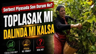 Yeni fındık hasat sezonuna sayılı günler kala Karadeniz’de heyecan tavan
