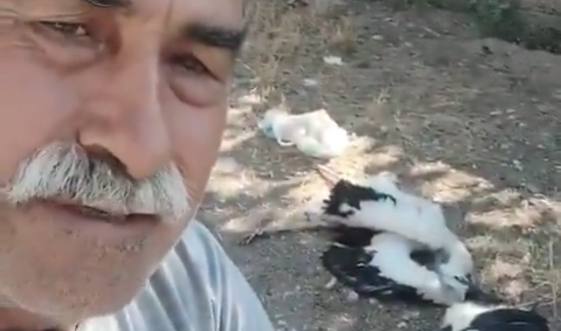 Çankırı’da evinin bahçesindeki ağaca yuva kuran leylekleri cansız halde bulan