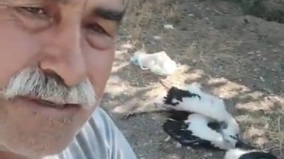 Çankırı’da evinin bahçesindeki ağaca yuva kuran leylekleri cansız halde bulan