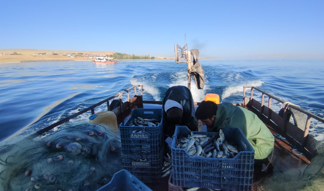 Van Gölü’nün eşsiz endemik türü inci kefalini korumak amacıyla her