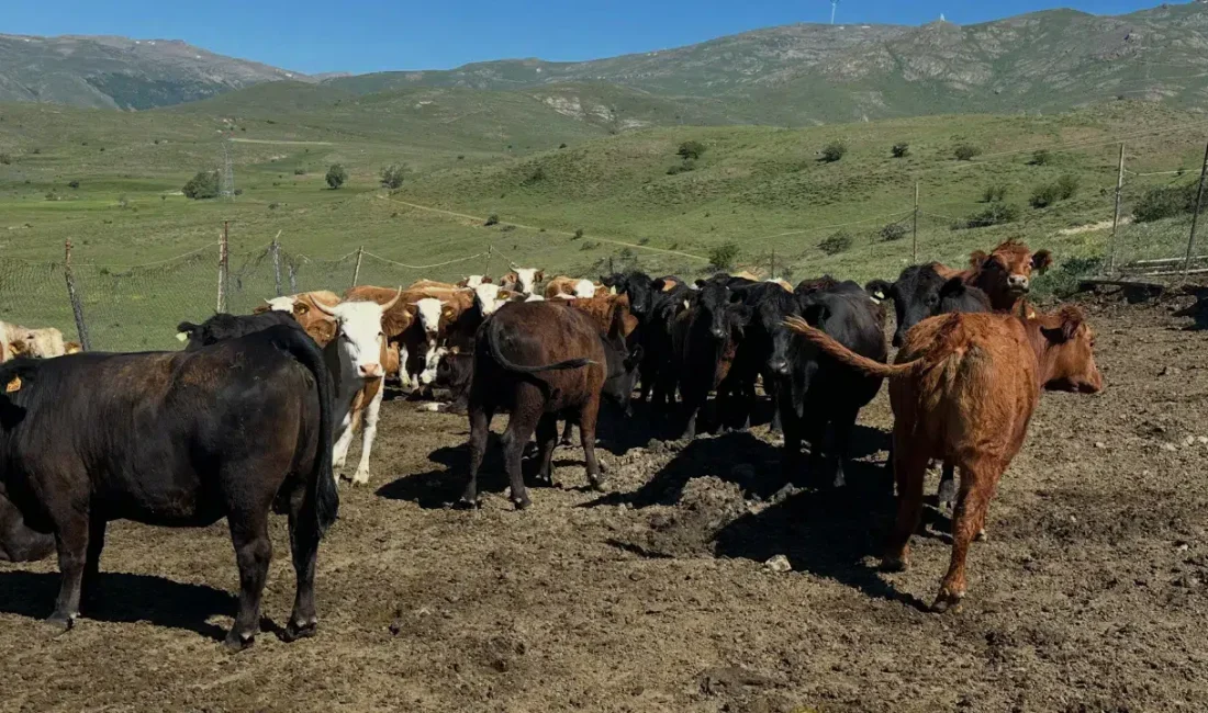 Bayburt’un Aydıntepe ilçesinde hayvancılığı canlandırmak amacıyla başlatılan dev projede ilk