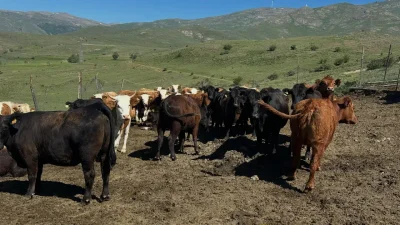 Bayburt’un Aydıntepe ilçesinde hayvancılığı canlandırmak amacıyla başlatılan dev projede ilk