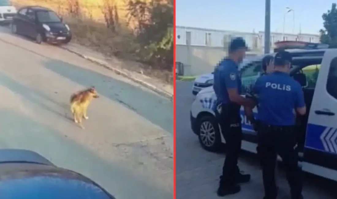 İstanbul Silivri’de aracıyla ezdiği sahipsiz köpeğin feci şekilde can vermesine