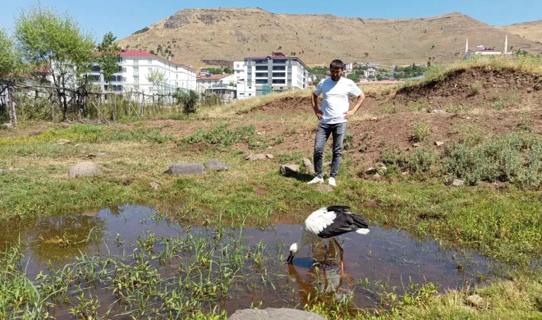 Bingöl’ün Solhan ilçesinde günlerdir konuşulan leylek hikayesi mutlu sonla bitti.