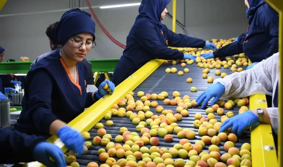 Dünya genelinde eşsiz lezzetiyle tanınan Malatya kayısısında beklenen an geldi