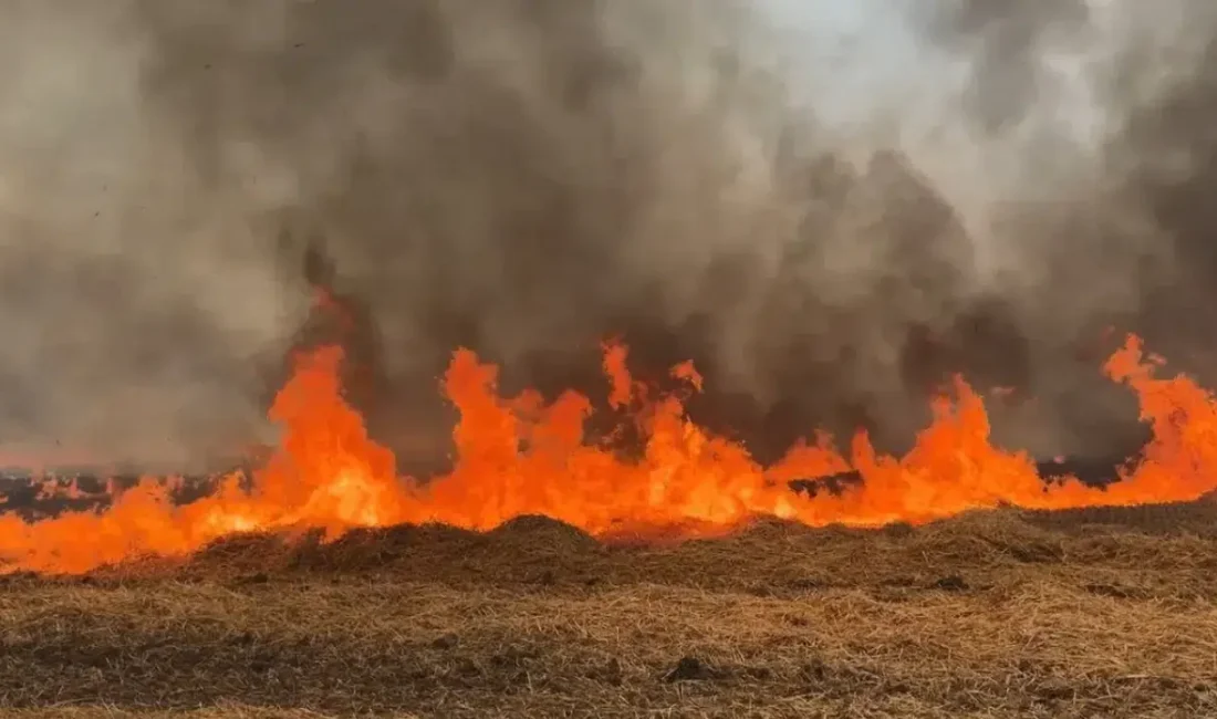 Edirne’de hasat sonu hüzünlü bitti. Biçilmiş buğday tarlasında başlayan ve