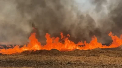 Edirne’de hasat sonu hüzünlü bitti. Biçilmiş buğday tarlasında başlayan ve