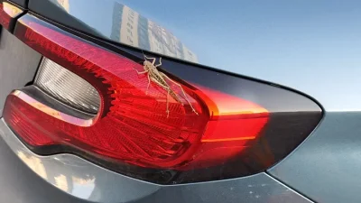 İstanbul ve çevre illerde son günlerde sıkça rastlanan çekirgeler vatandaşlar