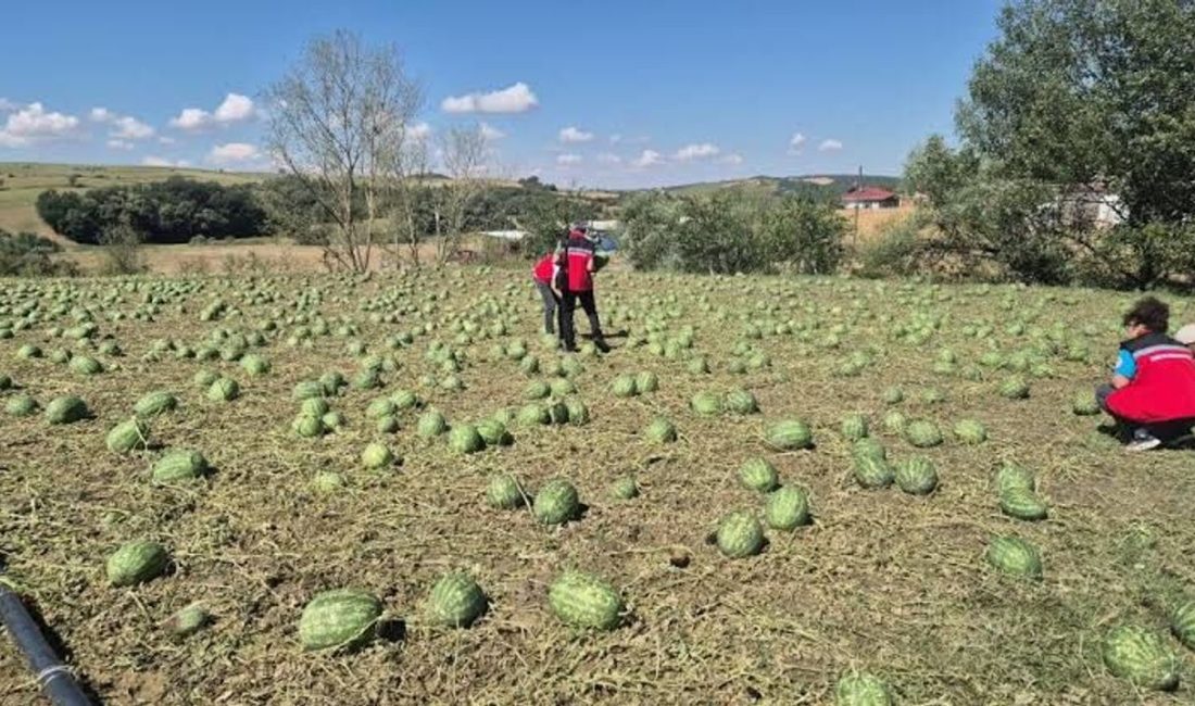 Tekirdağ’ın Süleymanpaşa ilçesinde aniden bastıran şiddetli sağanak ve dolu yağışı,