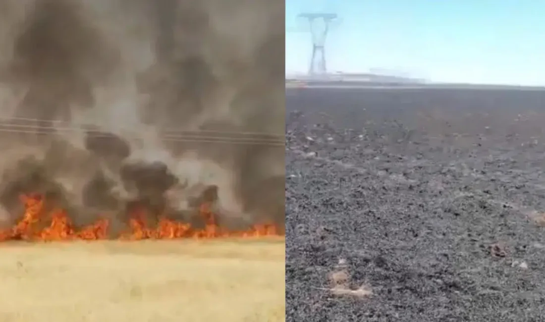 Şanlıurfa’nın Haliliye ilçesinde aniden yükselen alevler tarım arazilerini adeta yuttu.