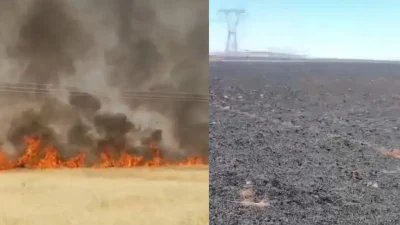 Şanlıurfa’nın Haliliye ilçesinde aniden yükselen alevler tarım arazilerini adeta yuttu.