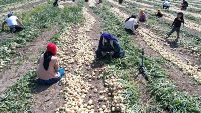 Türkiye’nin patates ambarlarından Ödemiş’te tarladan çıkan ürün ile market rafı