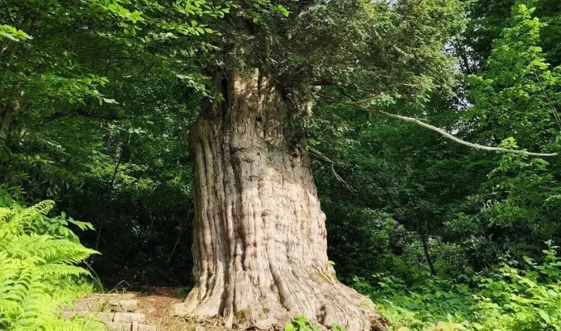 Karadeniz’in derin ormanlarında binlerce yıldır ayakta kalan anıt porsuk ağaçları
