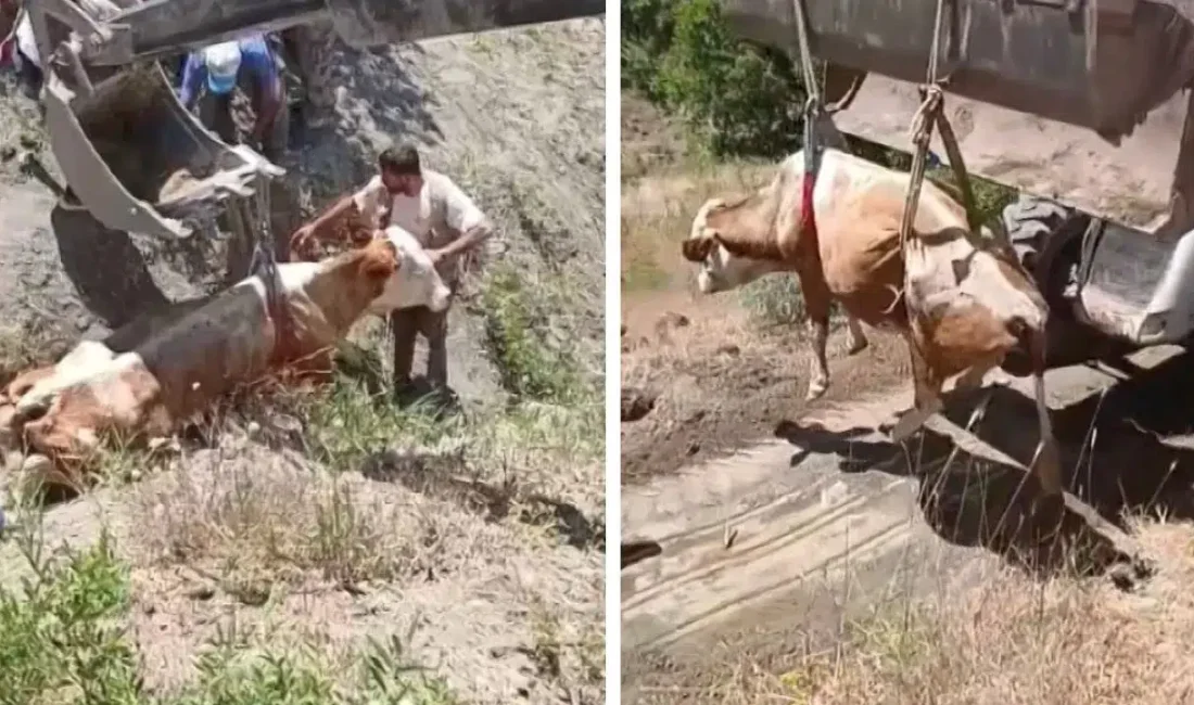 Elazığ’ın Kovancılar ilçesinde otlanırken uçurumdan yuvarlanan ve sahibinin tüm çabalarına