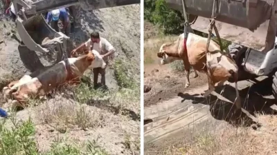Elazığ’ın Kovancılar ilçesinde otlanırken uçurumdan yuvarlanan ve sahibinin tüm çabalarına