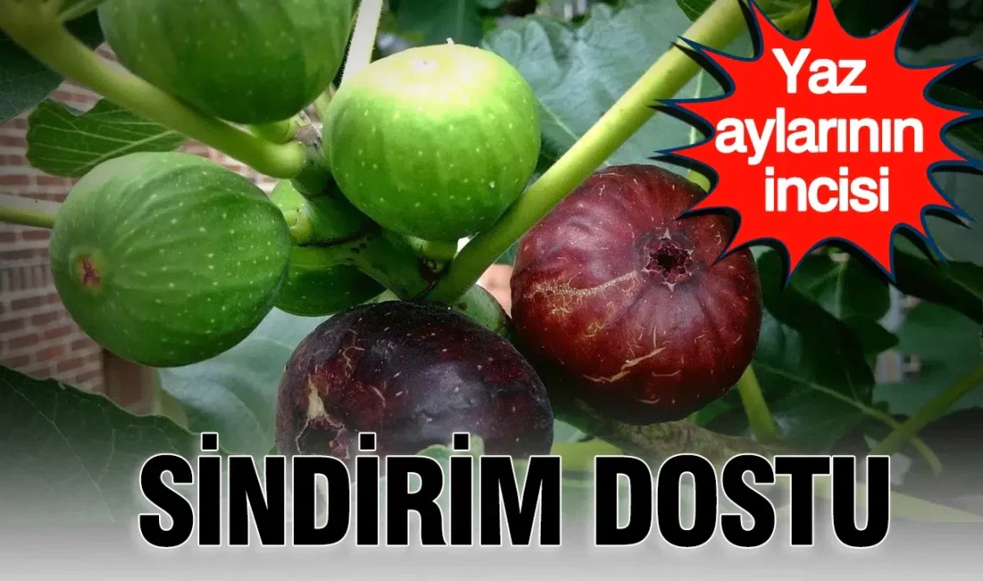Yaz aylarının en sevilen lezzetlerinden biri olan incir, sadece damakları